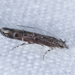 Leptozestis and Trachydora (genera) at Melba, ACT - 10 Feb 2021