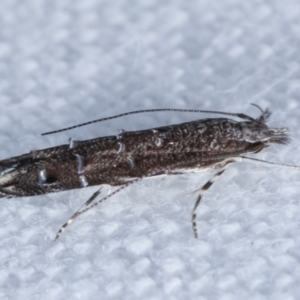 Leptozestis and Trachydora (genera) at Melba, ACT - 10 Feb 2021