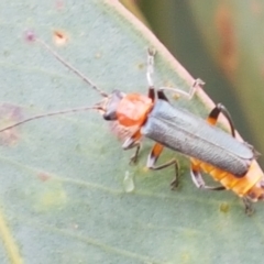 Chauliognathus tricolor at Hall, ACT - 12 Feb 2021 04:10 PM