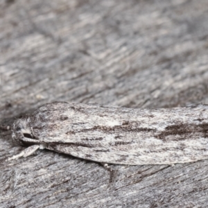 Agriophara platyscia at Melba, ACT - 10 Feb 2021