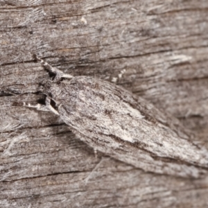 Agriophara platyscia at Melba, ACT - 10 Feb 2021