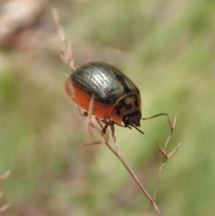 Paropsisterna sp. (genus) (A leaf beetle) at Cotter River, ACT - 3 Feb 2021 by CathB