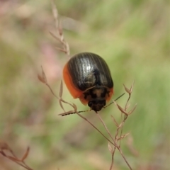 Paropsisterna agricola at Cotter River, ACT - 3 Feb 2021 02:54 PM