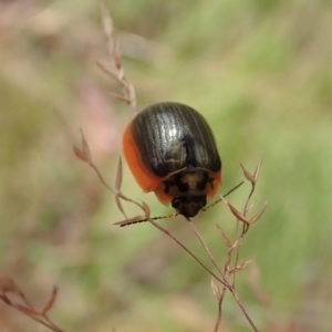 Paropsisterna agricola at Cotter River, ACT - 3 Feb 2021