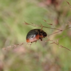 Paropsisterna agricola at Cotter River, ACT - 3 Feb 2021 02:54 PM