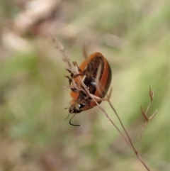 Paropsisterna agricola at Cotter River, ACT - 3 Feb 2021 02:54 PM