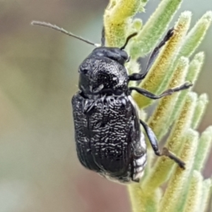 Aporocera (Aporocera) scabrosa at Hall, ACT - 12 Feb 2021