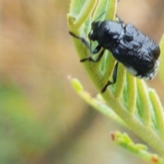 Aporocera (Aporocera) scabrosa at Hall, ACT - 12 Feb 2021