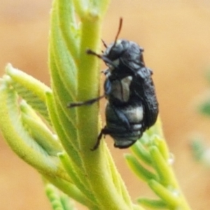 Aporocera (Aporocera) scabrosa at Hall, ACT - 12 Feb 2021