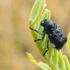 Aporocera (Aporocera) scabrosa at Hall, ACT - 12 Feb 2021