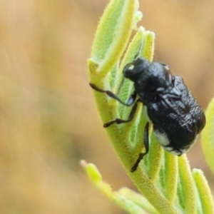 Aporocera (Aporocera) scabrosa at Hall, ACT - 12 Feb 2021