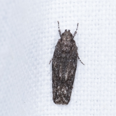 Ardozyga anthracina (A Gelechiod moth) at Melba, ACT - 10 Feb 2021 by kasiaaus