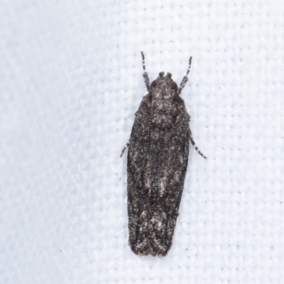 Ardozyga (genus) (Twirler moth, gelechiid moth) at Melba, ACT - 9 Feb 2021 by kasiaaus