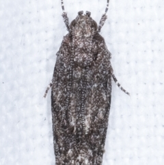 Ardozyga (genus) at Melba, ACT - 10 Feb 2021