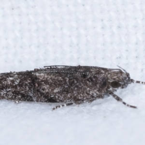 Ardozyga (genus) at Melba, ACT - 10 Feb 2021