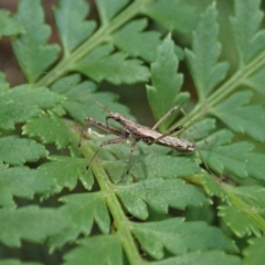 Nabidae sp. (family) (Damsel bug) at Namadgi National Park - 3 Feb 2021 by CathB