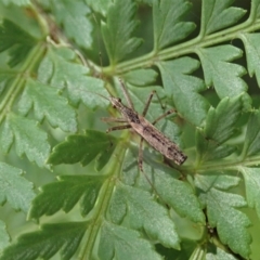 Nabidae sp. (family) at Cotter River, ACT - 3 Feb 2021