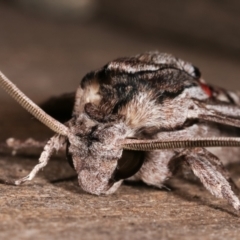 Agrius convolvuli (Convolvulus Hawk Moth) at Melba, ACT - 9 Feb 2021 by kasiaaus
