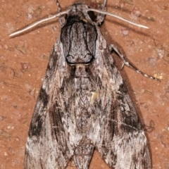 Agrius convolvuli at Melba, ACT - 10 Feb 2021