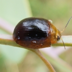 Paropsisterna cloelia (Eucalyptus variegated beetle) at Hall, ACT - 12 Feb 2021 by trevorpreston