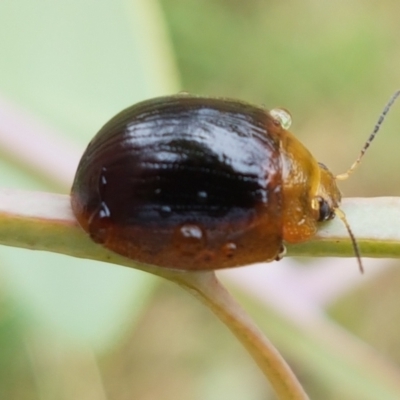 Paropsisterna cloelia (Eucalyptus variegated beetle) at Hall, ACT - 12 Feb 2021 by trevorpreston