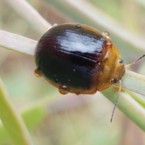 Paropsisterna cloelia at Hall, ACT - 12 Feb 2021