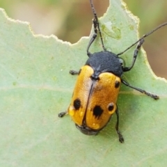 Cadmus (Cadmus) litigiosus (Leaf beetle) at Hall, ACT - 12 Feb 2021 by trevorpreston