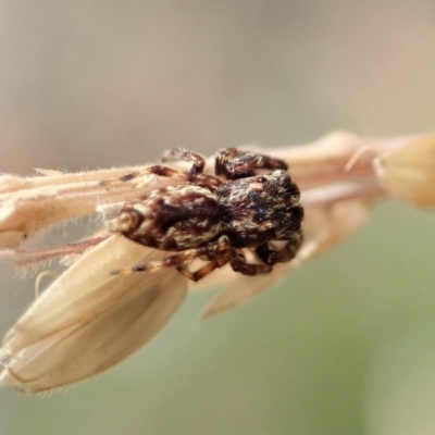 Paraphilaeus daemeli (Daemel's Jumper) at Namadgi National Park - 3 Feb 2021 by CathB