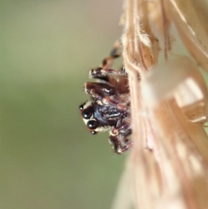 Paraphilaeus daemeli at Cotter River, ACT - 3 Feb 2021 02:48 PM