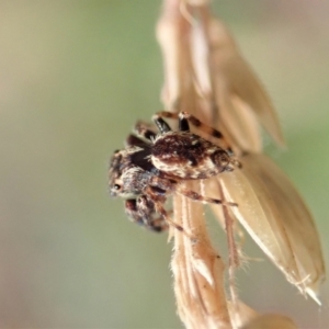 Paraphilaeus daemeli at Cotter River, ACT - 3 Feb 2021 02:48 PM