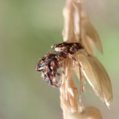 Paraphilaeus daemeli at Cotter River, ACT - 3 Feb 2021 02:48 PM