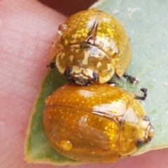 Paropsisterna cloelia (Eucalyptus variegated beetle) at Hall, ACT - 12 Feb 2021 by trevorpreston