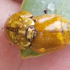 Paropsisterna cloelia at Hall, ACT - 12 Feb 2021