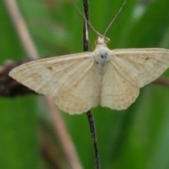 Scopula rubraria (Plantain Moth) at Hall Cemetery - 12 Feb 2021 by tpreston