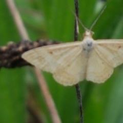 Scopula rubraria at Hall, ACT - 12 Feb 2021