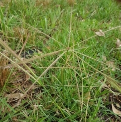 Chloris truncata (Windmill Grass) at Hall, ACT - 12 Feb 2021 by tpreston