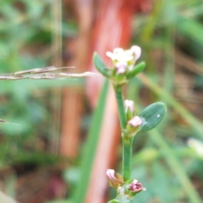 Polygonum (genus) (Wireweed) at Hall, ACT - 12 Feb 2021 by trevorpreston