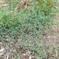 Polygonum sp. at Hall, ACT - 12 Feb 2021 04:22 PM