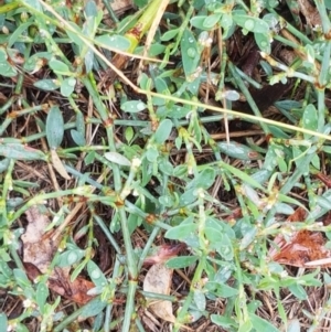 Polygonum sp. at Hall, ACT - 12 Feb 2021 04:22 PM