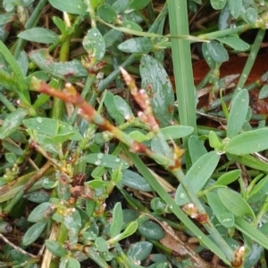 Polygonum sp. at Hall, ACT - 12 Feb 2021 04:22 PM