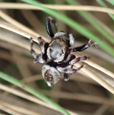 Maratus scutulatus (A jumping spider) at Namadgi National Park - 3 Feb 2021 by CathB
