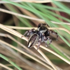 Maratus scutulatus at Cotter River, ACT - 3 Feb 2021