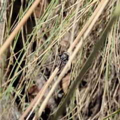 Maratus scutulatus at Cotter River, ACT - 3 Feb 2021