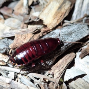 Melanozosteria sp. (genus) at suppressed - 11 Feb 2021