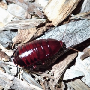 Melanozosteria sp. (genus) at suppressed - 11 Feb 2021