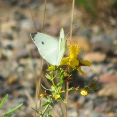 Pieris rapae (Cabbage White) at Lower Cotter Catchment - 11 Feb 2021 by Christine
