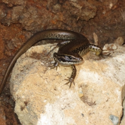 Eulamprus heatwolei (Yellow-bellied Water Skink) at Cotter River, ACT - 11 Feb 2021 by Christine