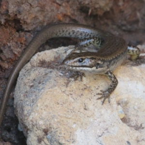 Eulamprus heatwolei at Cotter River, ACT - 11 Feb 2021