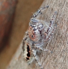 Sandalodes superbus (Ludicra Jumping Spider) at Mount Painter - 10 Feb 2021 by CathB