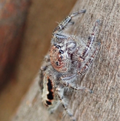 Sandalodes superbus (Ludicra Jumping Spider) at Mount Painter - 10 Feb 2021 by CathB
